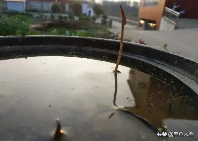 碗莲移栽方法视频,碗莲栽种有服盆期吗