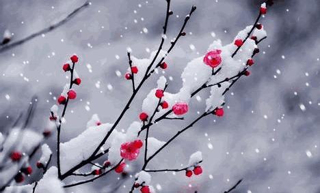 岁暮清欢浅冬安暖的意思,岁暮清欢浅冬安暖全诗意思