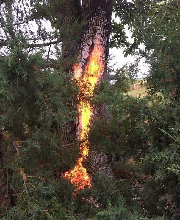 550只羊被雷劈死后续,550只羊被雷劈死原因