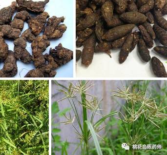 食茱萸中药饮片别名,中药饮片独角牛别名