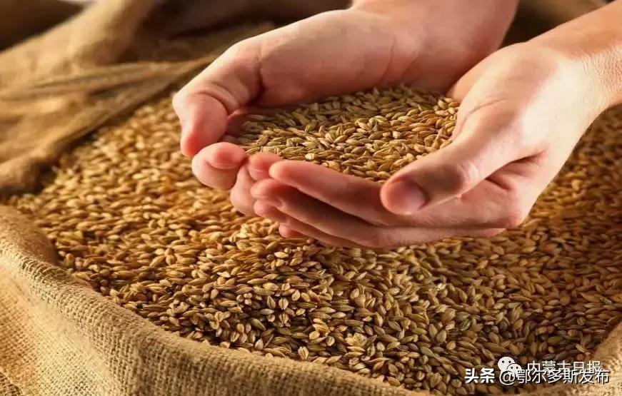 一粒麦子现场,一粒麦子在巴彦淖尔视频