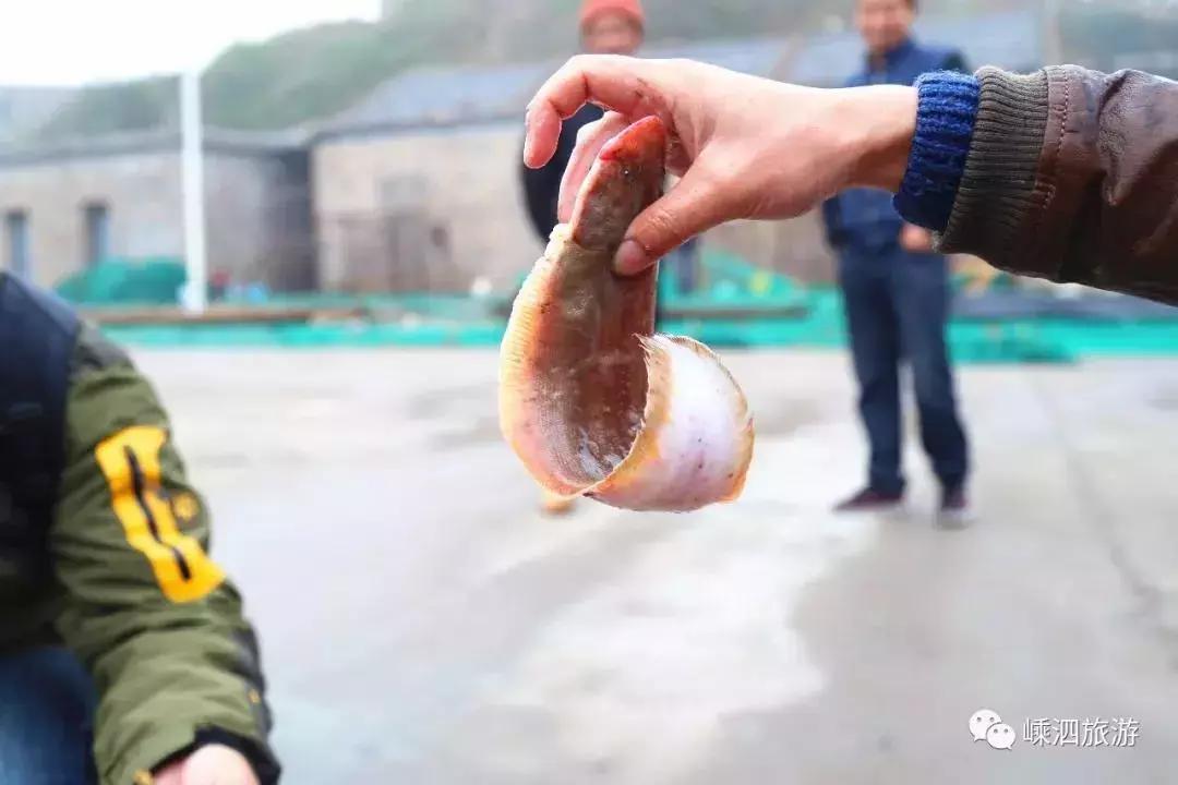 海捕常见海鱼,东海海鱼图片和名称大全