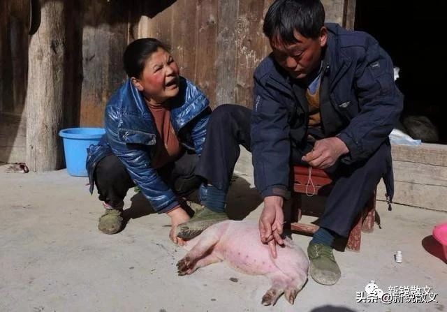 农村最老的阉猪匠,最老的阉猪匠