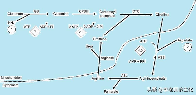 尿素和尿素氮的转化,尿素循环途径的障碍