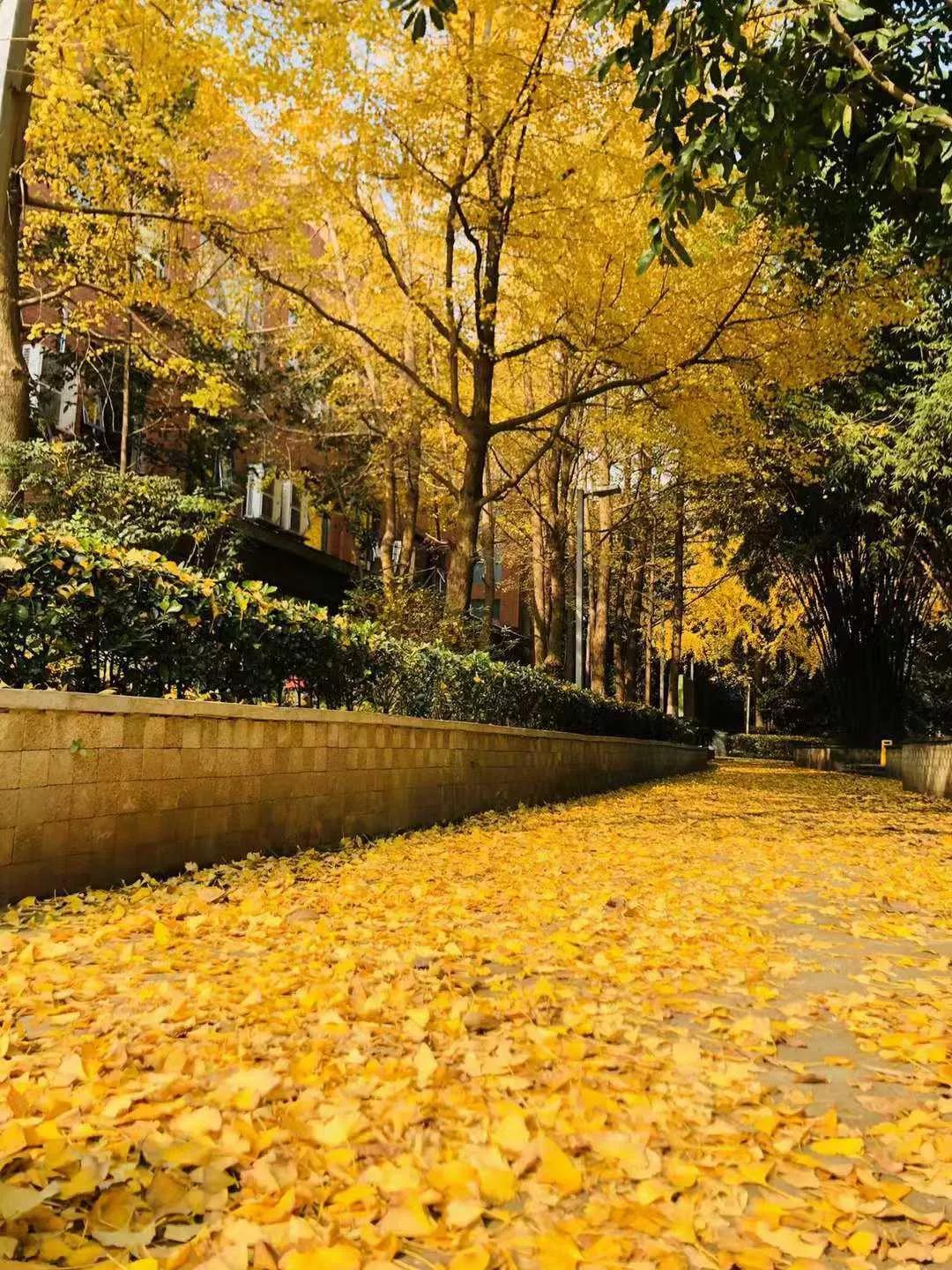 秋天的思念全部歌曲,秋天的思念钢琴曲