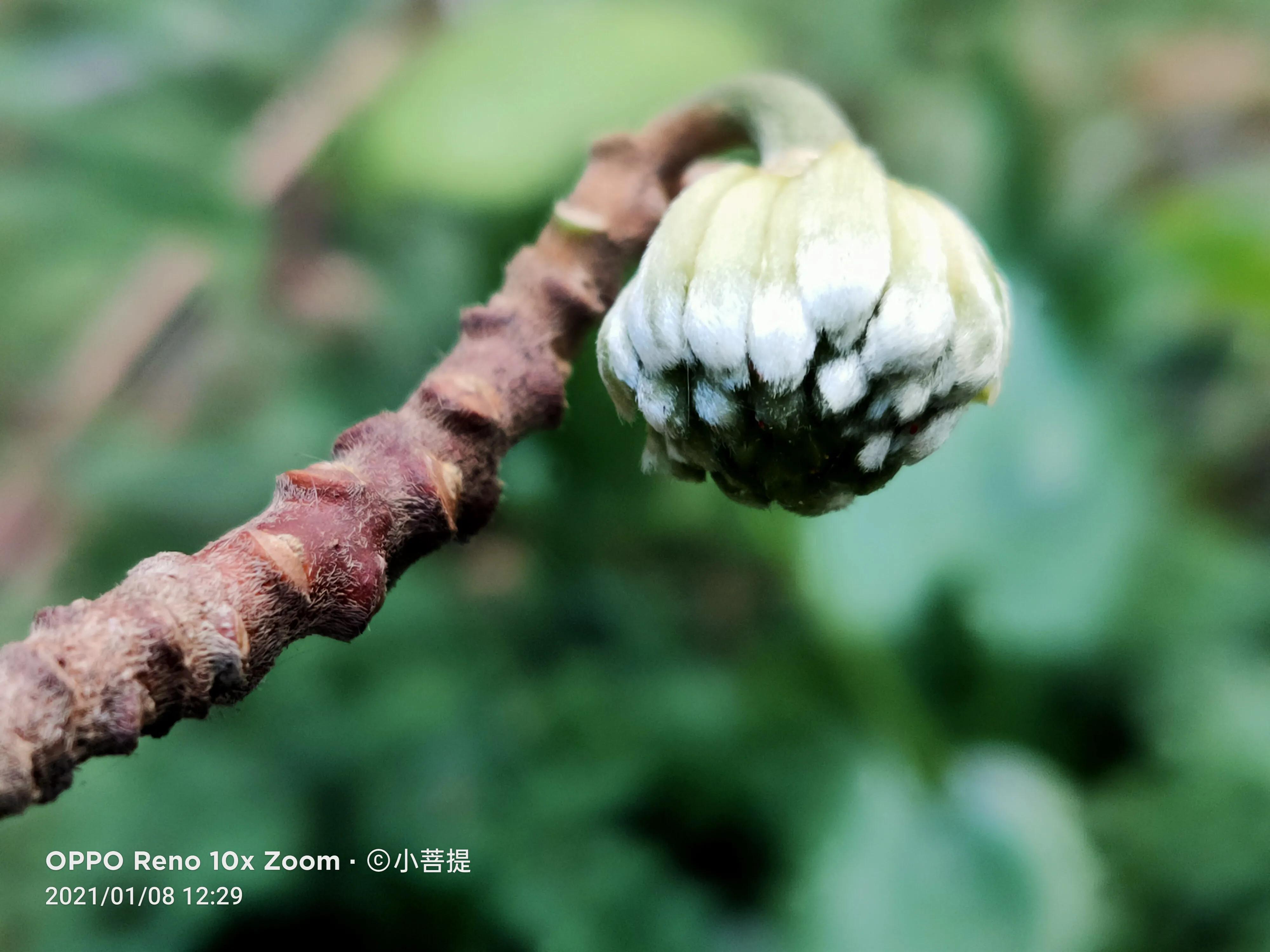 这就是爱情树，若在枝上打两个同向的结，就能得到甜蜜爱情和幸福