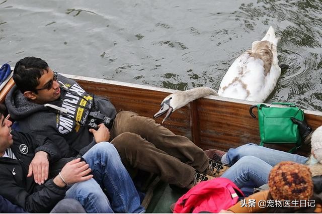 当“村霸鹅”前往英国,会不会有另一副景象?鹅:现在请叫我国霸