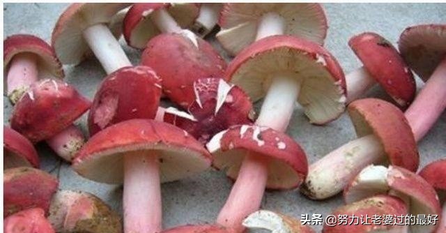 农村的稀有野味,一个比一个贵,最后一个好多人都没见过