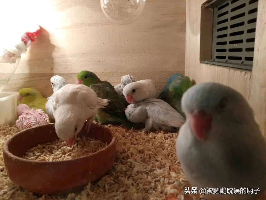 手养鹦鹉刚到家怎么训练,鹦鹉训练亲人上手