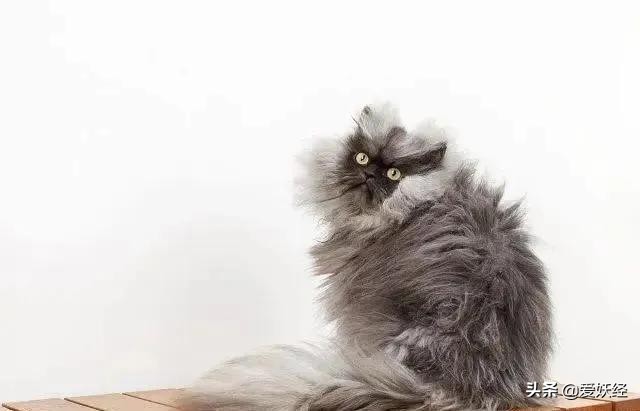 拜宠清猫驱虫药真假,拜宠清猫咪驱虫药怎么样