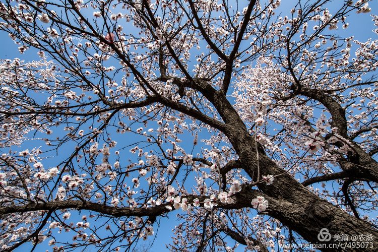 河南灵宝百年古杏林花开遍山野,灵宝北沟古杏林图片