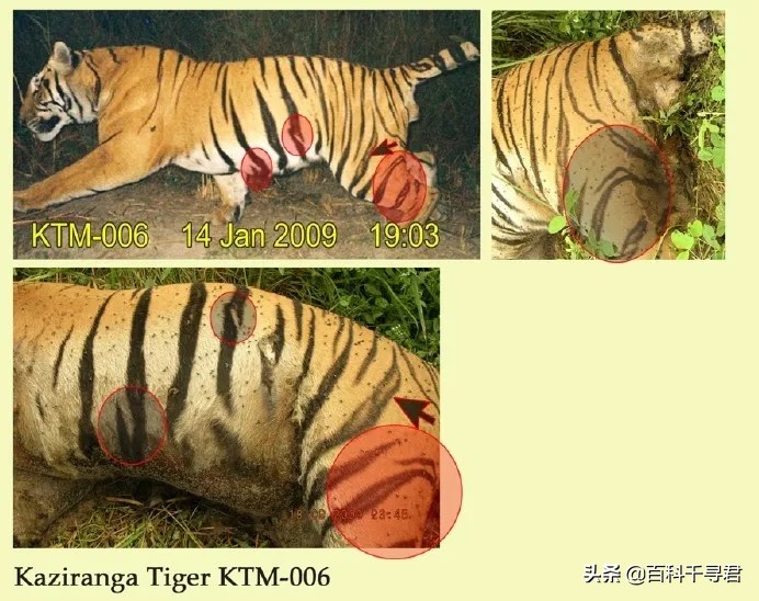 王者也会栽跟头——盘点在野生环境中杀死过成年老虎狮子的动物