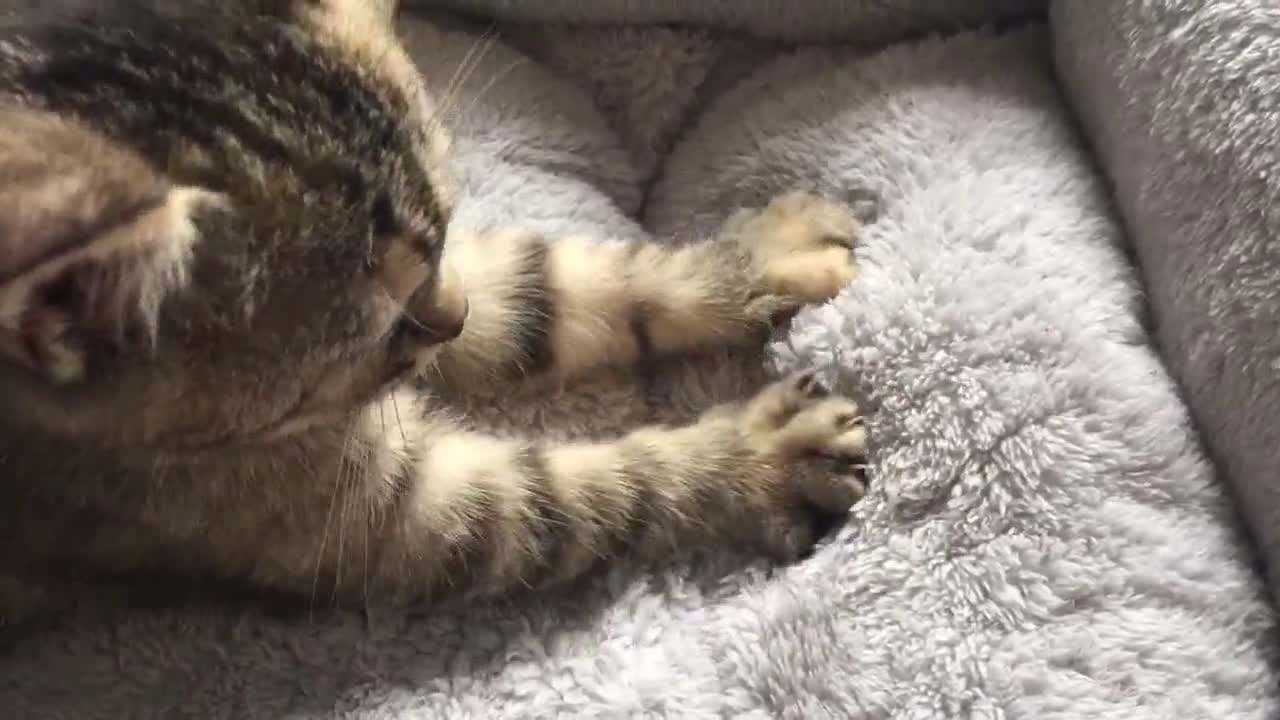 猫咪踩奶的行为是想妈妈了吗,如何看待猫咪踩奶