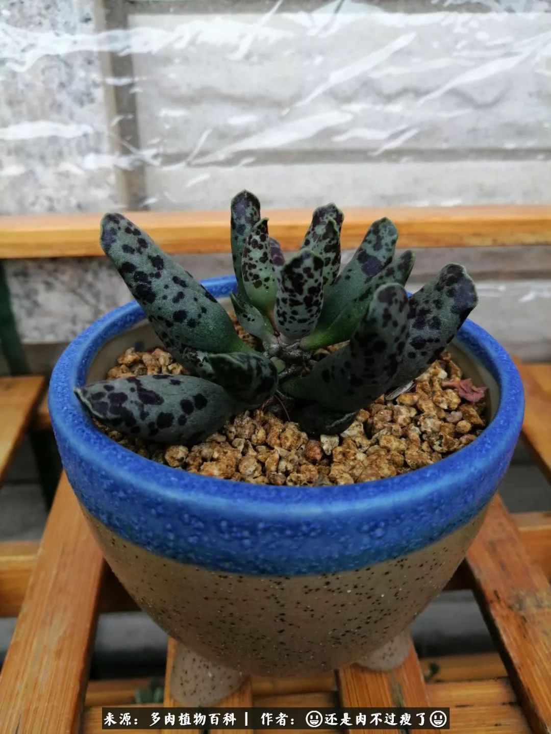 日照弘一法师,日照法师请师父