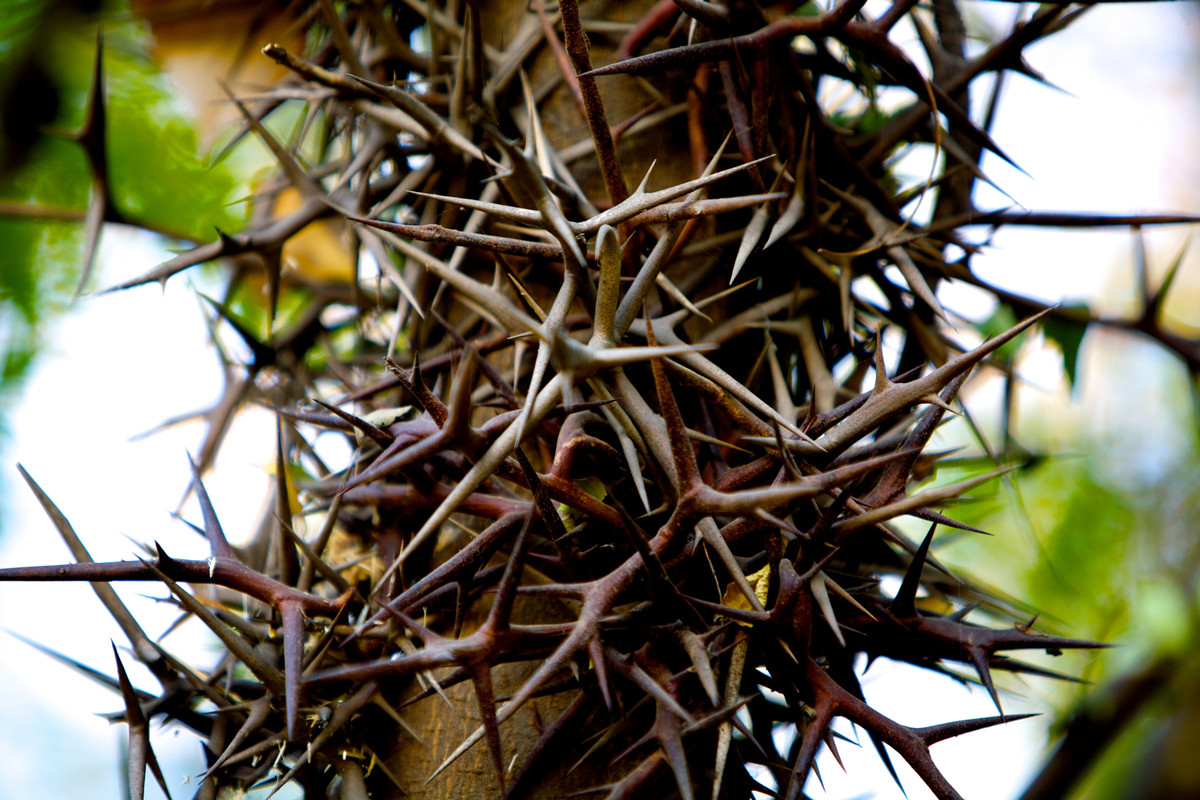 皂荚树现在还有吗,皂荚树经历辉煌又被嫌弃