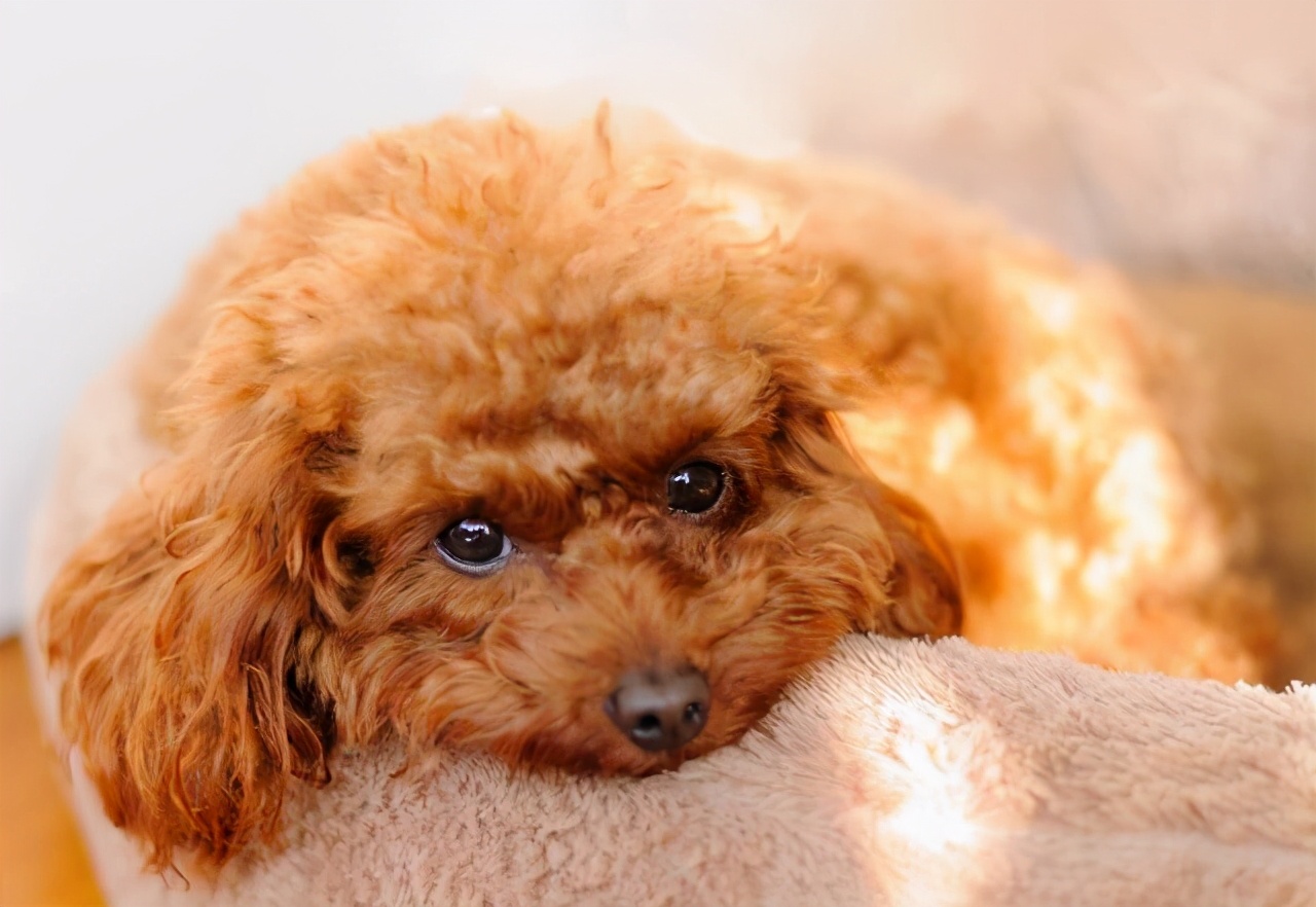 泰迪出现这几种异常行为，是因为它“缺爱”