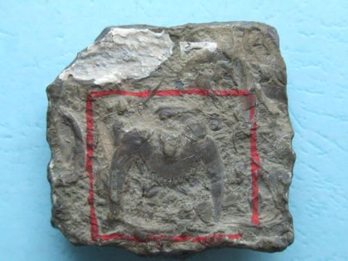 蝙蝠为什么是毒王,你知道蝙蝠为什么称得上毒王吗