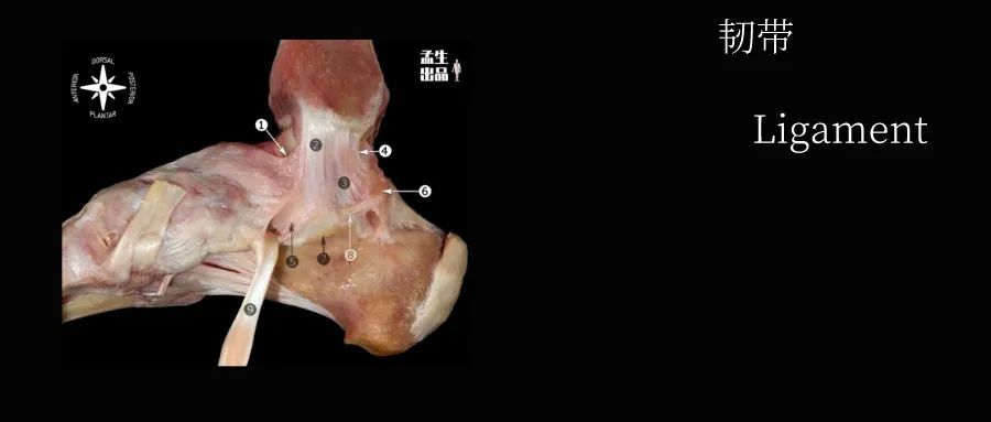 拉筋越拉反而越紧了呢,正常拉筋的正确方法