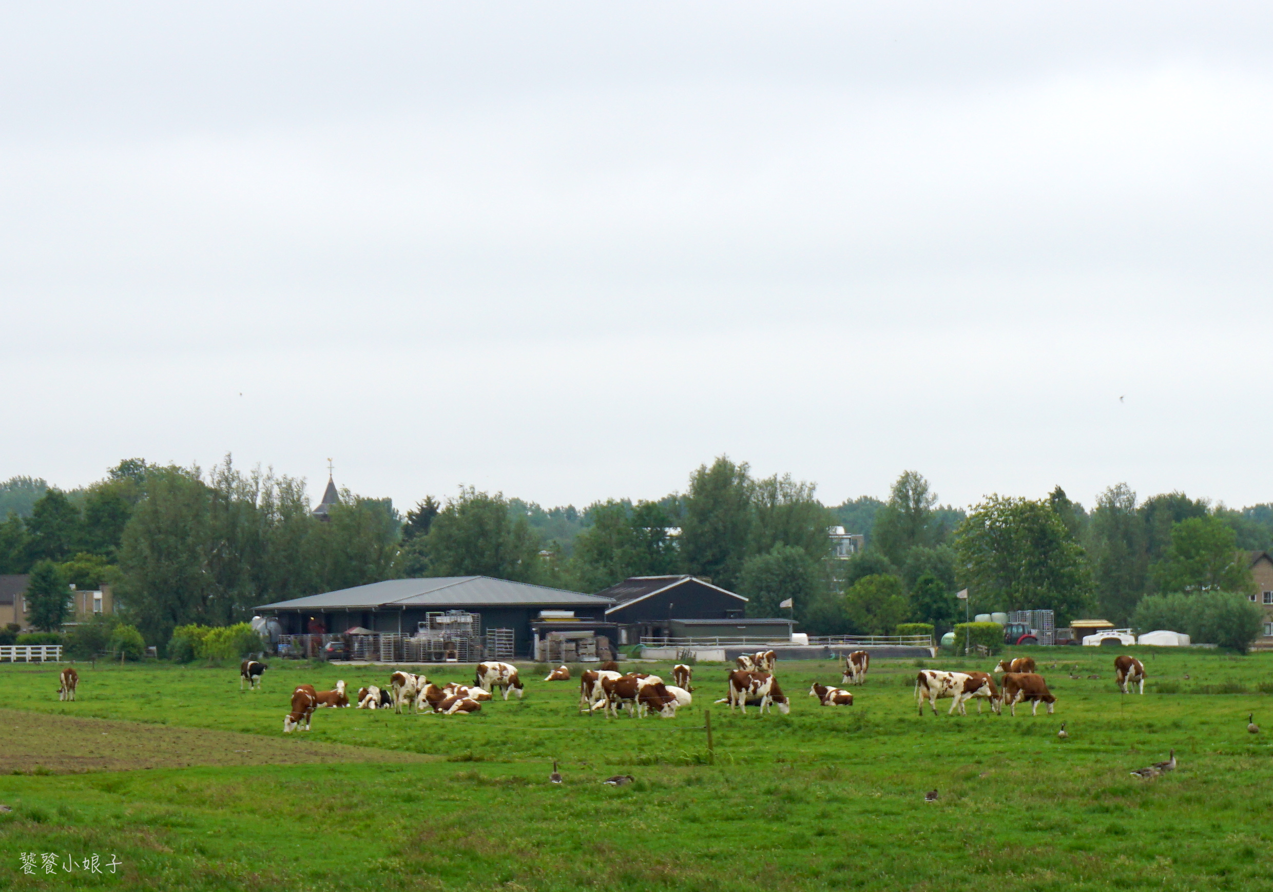 荷兰风车为什么这么多,荷兰为什么被称为风车国