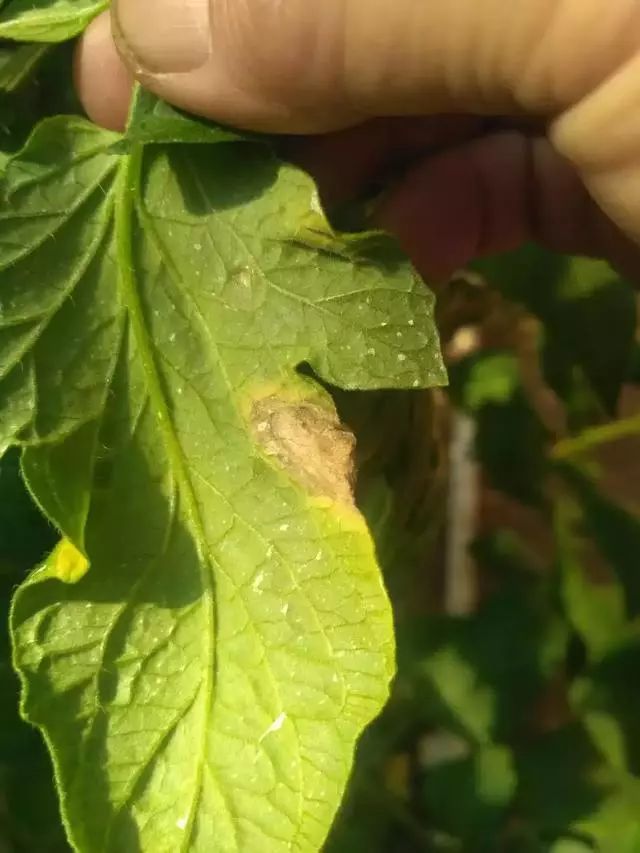 灰霉病如何防御,灰霉病的识别与防控