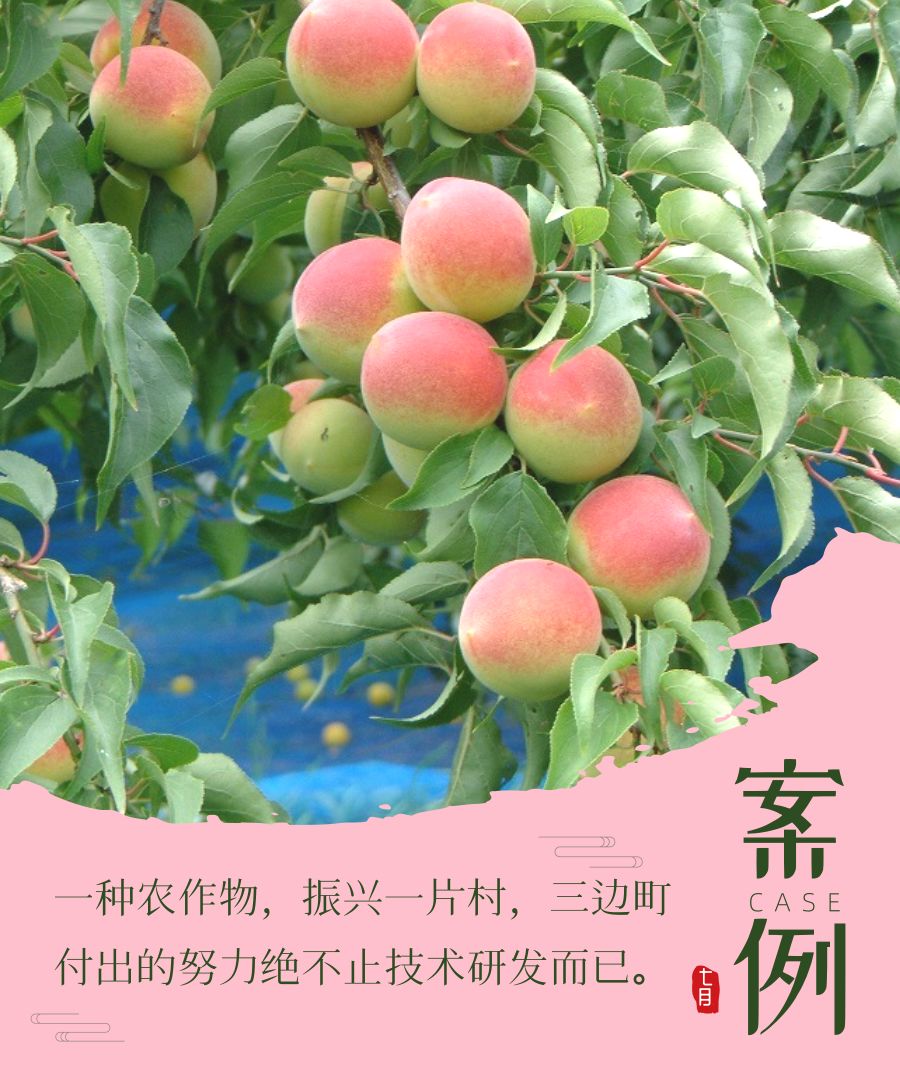 日本这个村种梅子每户年收16万，还种出了“世界文化遗产”