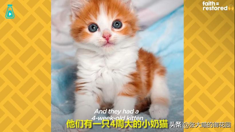 如果你遇到一只流浪猫你会怎么做,如果你遇到流浪猫你该怎么办