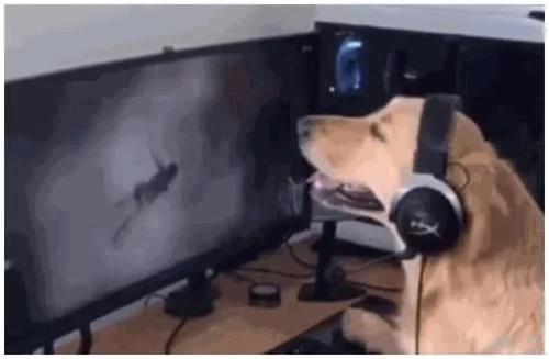 狗狗玩吃鸡真是神了,柴犬和小狗玩吃鸡