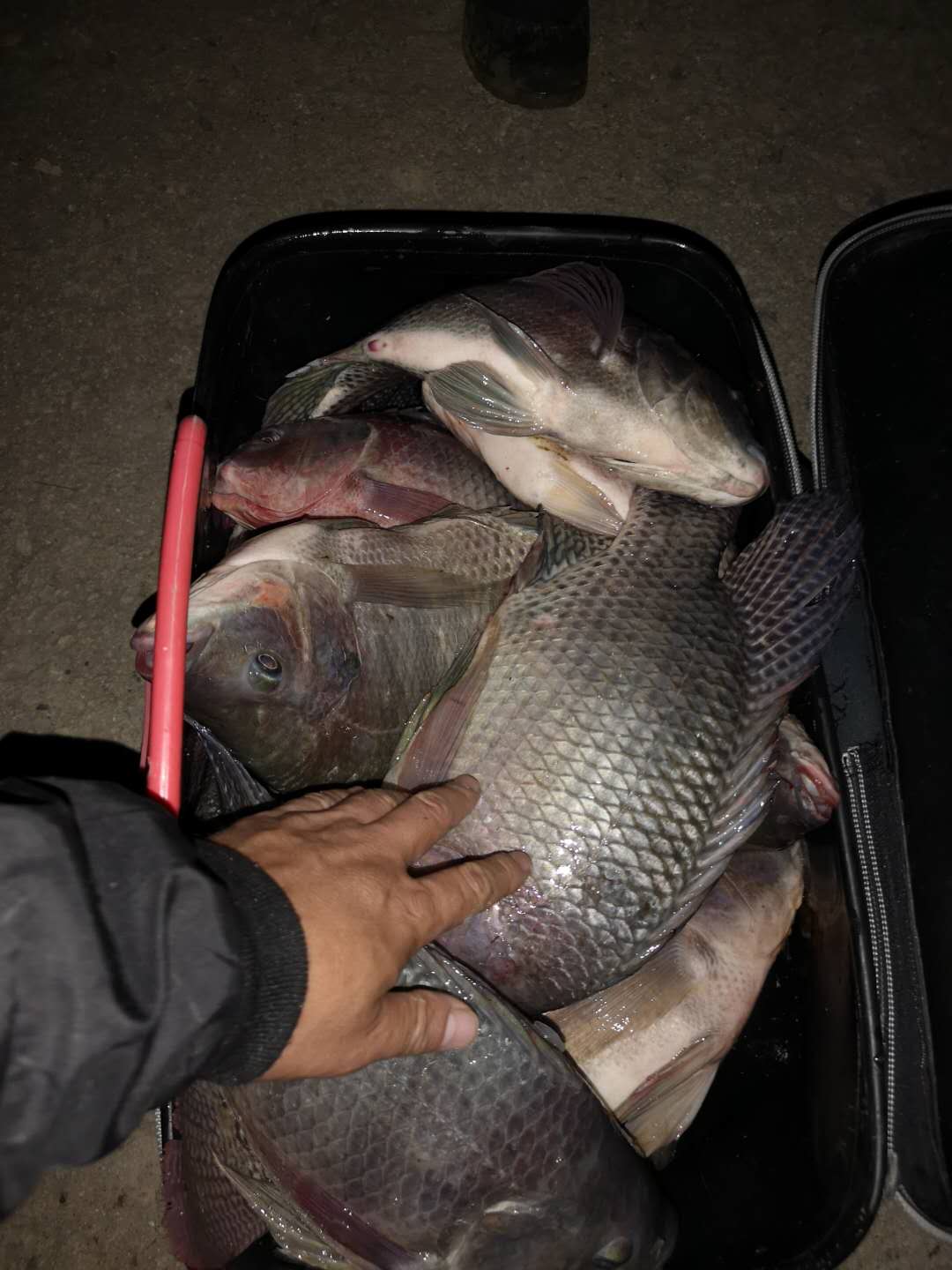 冬季野钓鲫鱼用什么味的窝料好,冬季野钓最好用的窝料官方正品