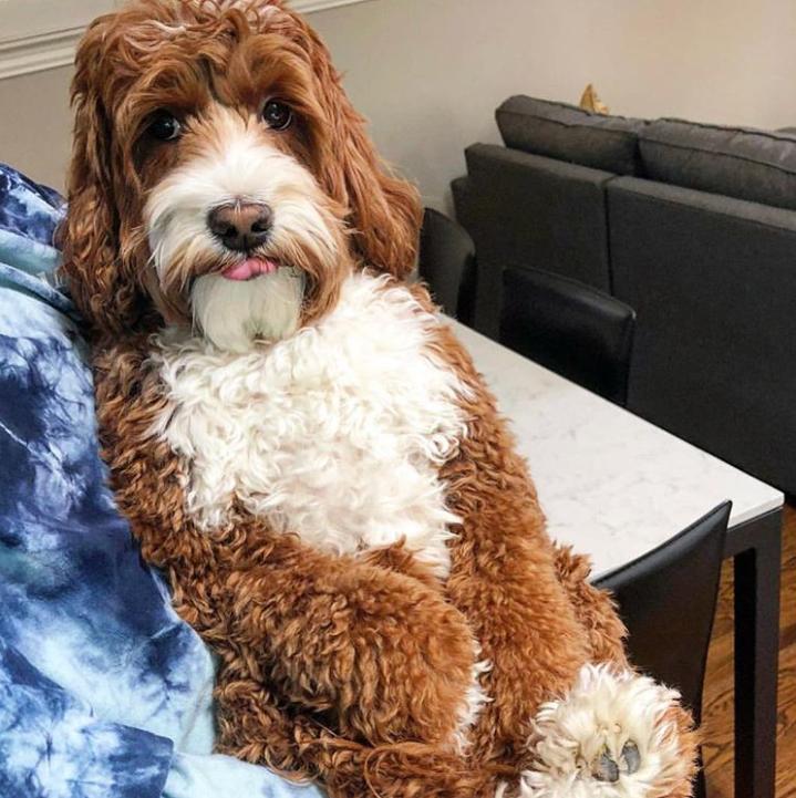 鐩樼偣鍚勪釜鐗瑰埆鐨勬潅浜や覆涓茬嫍,鍝簺瀹犵墿鐘覆涓茶捣鏉ユ洿濂界湅