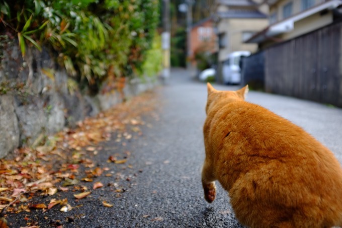 京都赏枫2022,京都赏枫必去景点有哪些好玩的