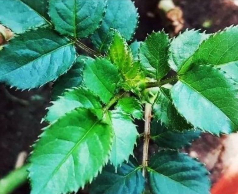 告白要送多少玫瑰花,表白可以送999朵玫瑰花吗