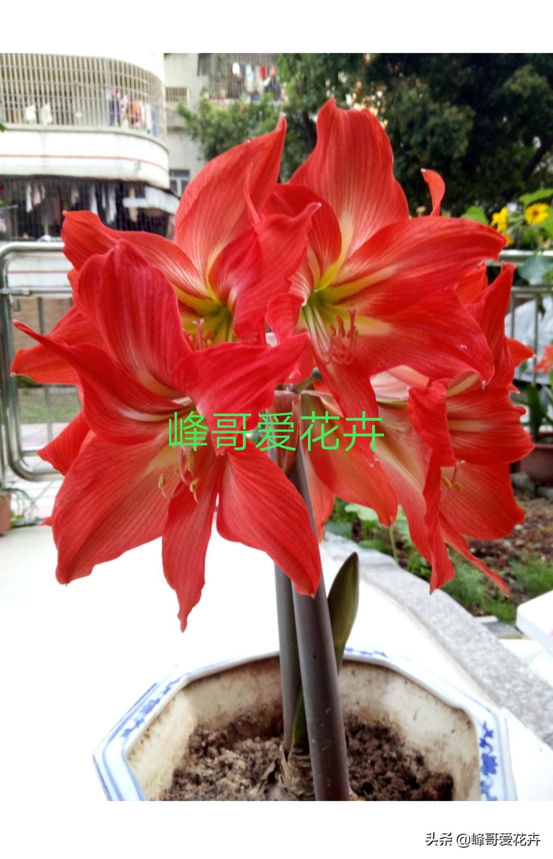 淘米水做花肥的做法,怎样用淘米水和酸奶制花肥