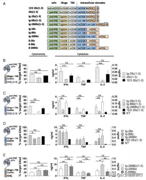 CAR-T疗法适用于哪些癌症,前景可观的car-t疗法