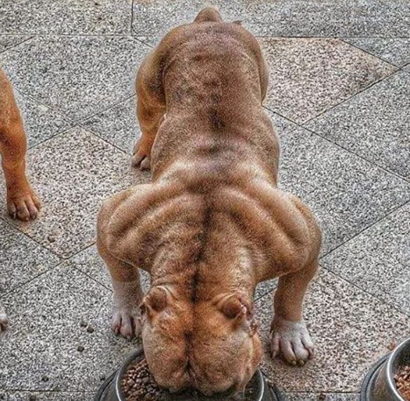 柯基狗狗挑食不吃狗粮吃益生菌,狗狗挑食宁愿吐酸水也不吃狗粮