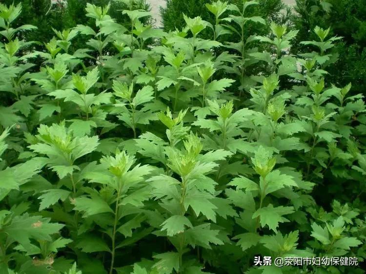 艾灸,艾为电子中签上市第一天卖吗