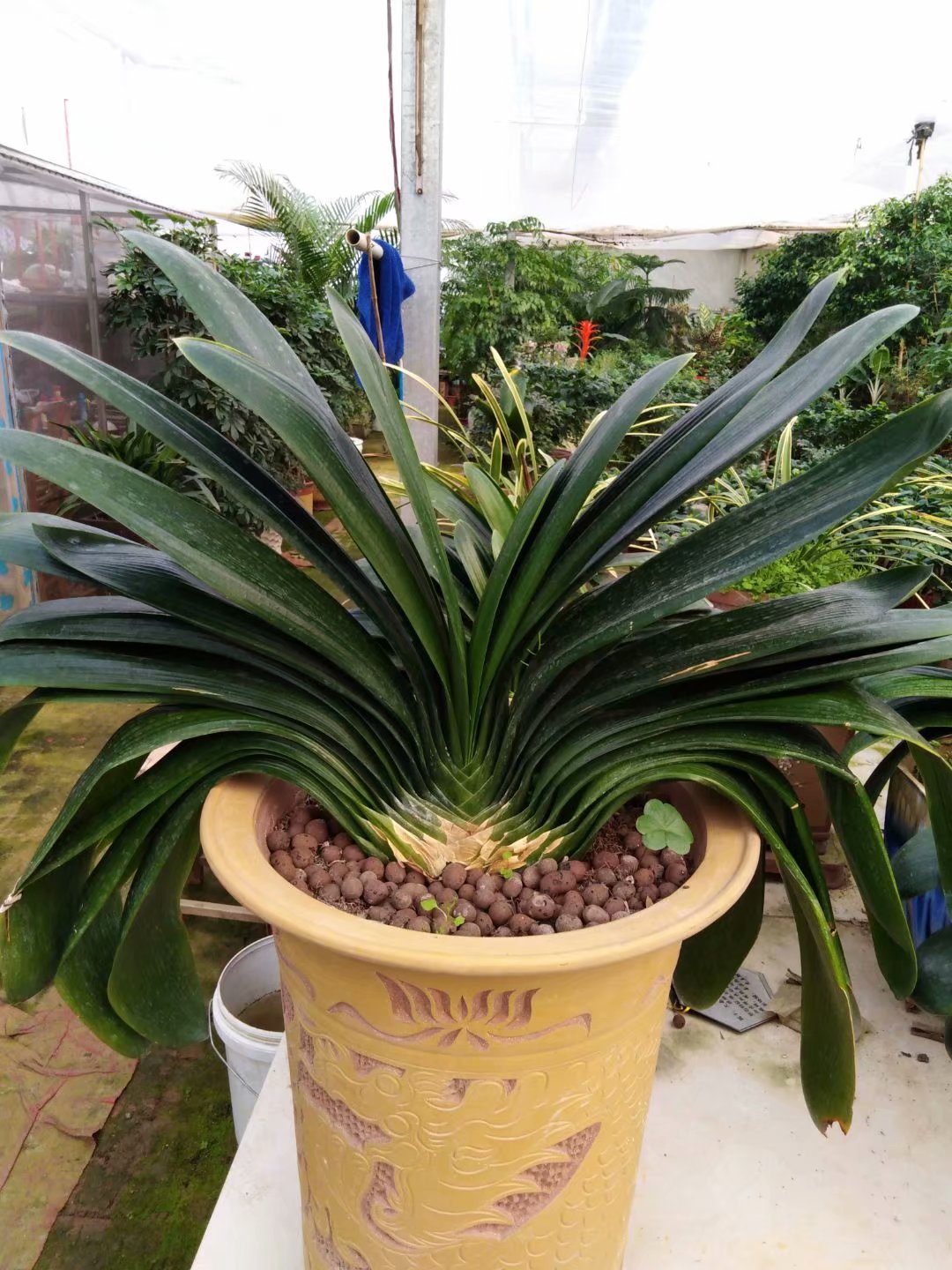 君子兰花期又出了侧芽怎么养护,君子兰花期已过再怎么养护