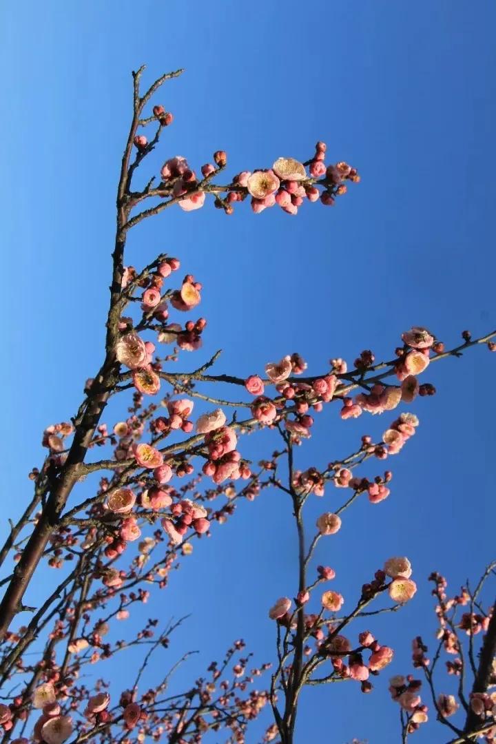 苏州西山有什么好的农家乐,苏州西山农家乐春节五日游
