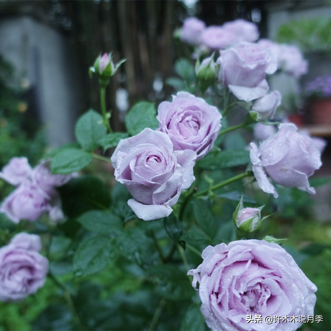 灌木月季与藤本月季有什么区别,微型月季灌木月季怎么选