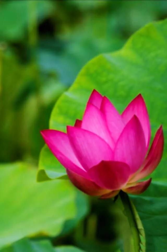 荷花品种大全及名称图片,荷花品种及名称大全图片