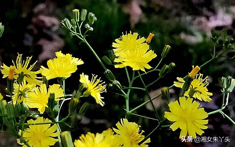 黄花菜的功效作用,黄花菜功效