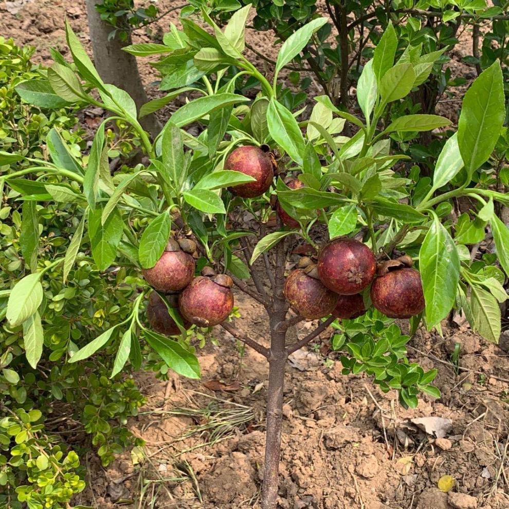 国内还没规模种植，全靠进口供应，如今却沦落地摊，10元3斤