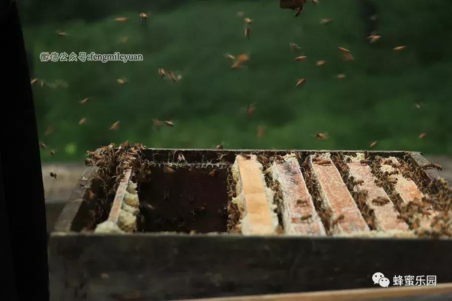 蜂蜜固然甜！可谁知蜂农背后的艰辛