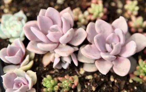 青，团团建议您关注一波绿植领养哦!