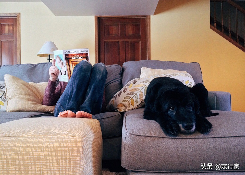 房间养宠物有异味怎么解决,养宠物后屋里有臭味怎么去除