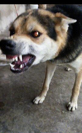 中华田园犬怎么挑选猎犬,怎么挑选土猎犬又不咬人