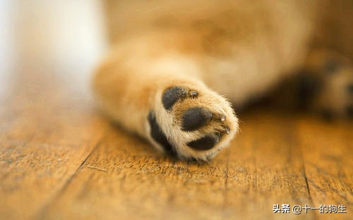 狗的爪子代表什么,关于狗爪的10个小知识