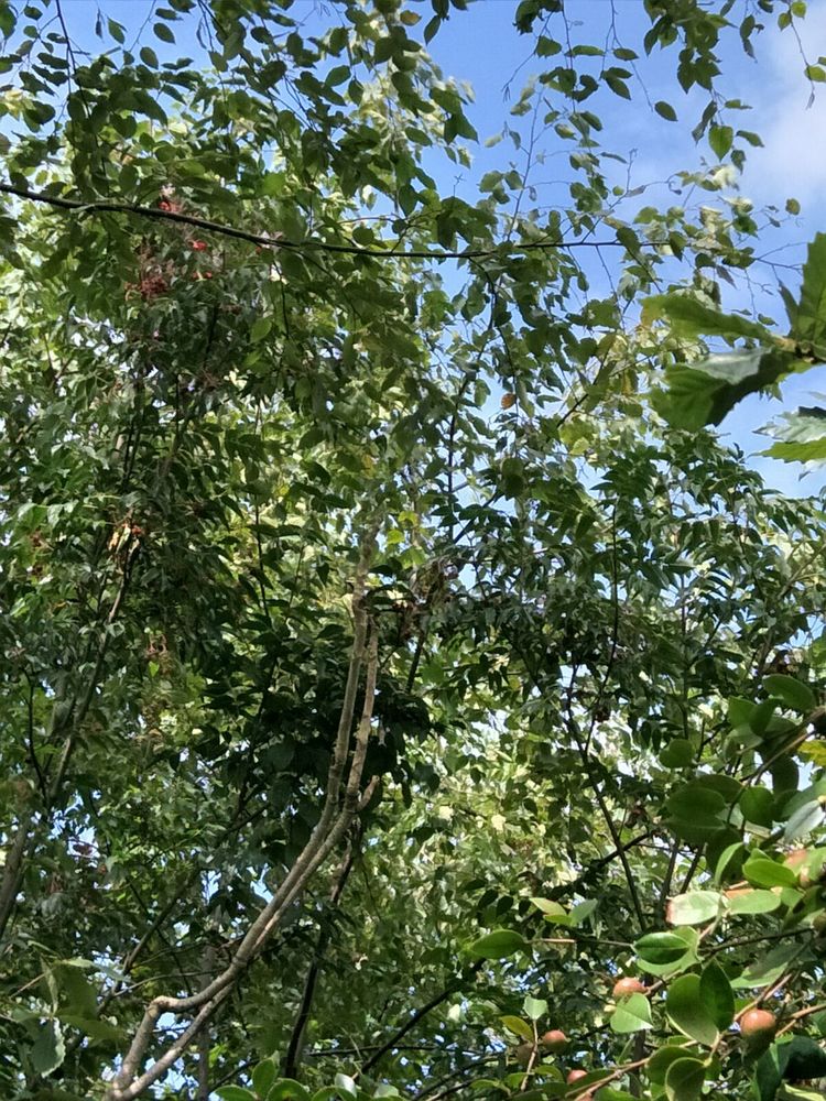 种地用的自制酵素,酵素种地效果怎么样