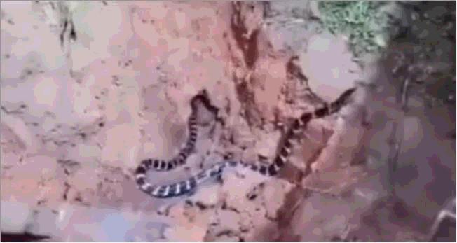 真•全村吃饭蛇:性格温顺但毒素却能深入骨髓,就是被咬后要睡觉