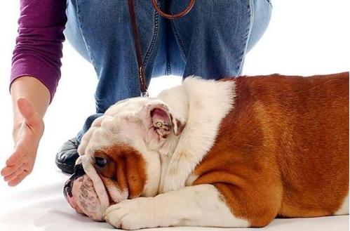 狗咬人怎么办如何训练狗不咬人,狗咬人怎么办能报警吗