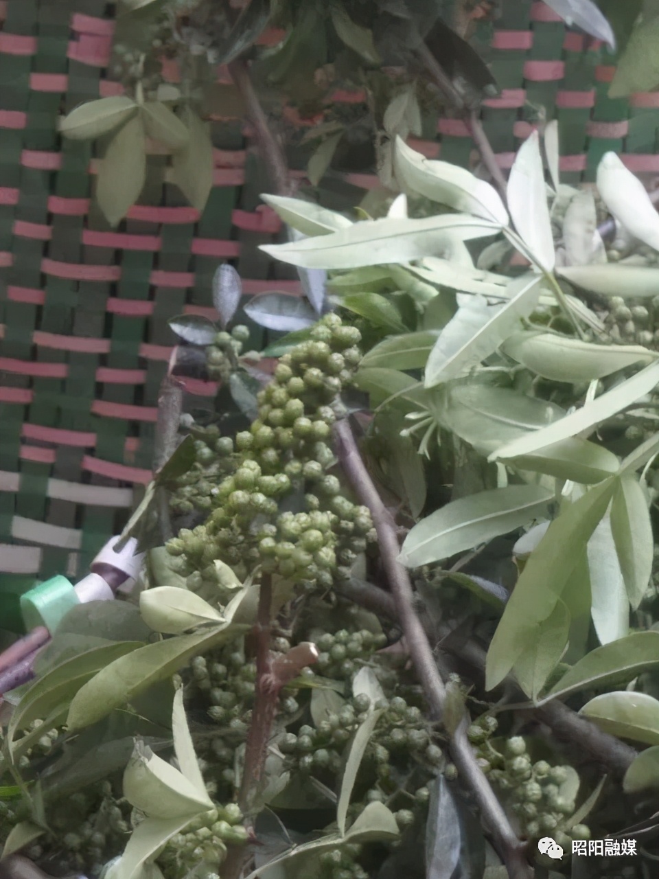 小花椒大产业铺就农民致富路,花椒产业链助农增收方案